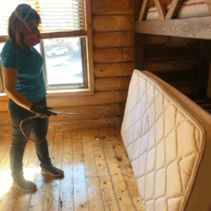 Bed bugs infesting mattress seams