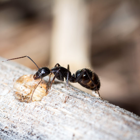 Carpenter Ant Pest Control & Extermination Services in Utah