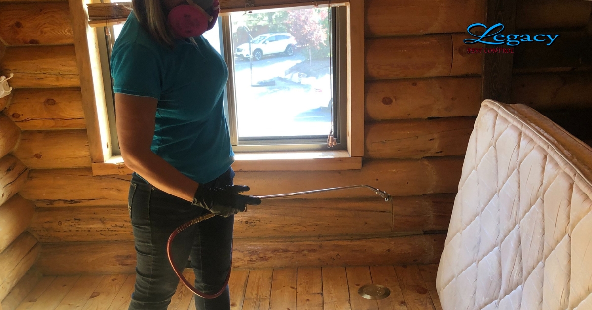 Person discovering bed bugs on bedsheet