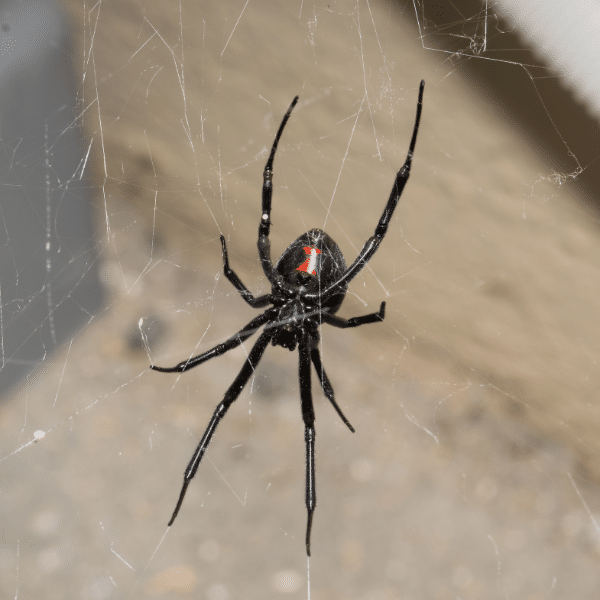 Spider Tree Ut Black Widow Spider Control Experts in Ogden, Utah