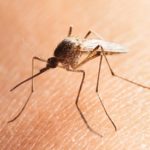Mosquito Pest Control Utah