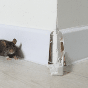 Close-up of pest-damaged baseboard in residential home