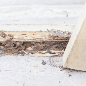 Termite wings discarded near a wooden windowsill