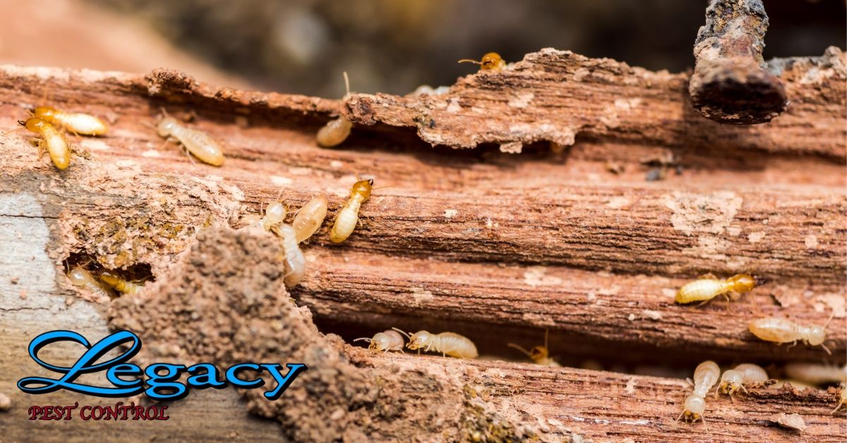 Termite Pest Control